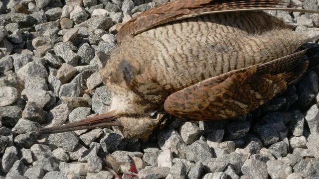 killed snipe bird lies on the stony ground