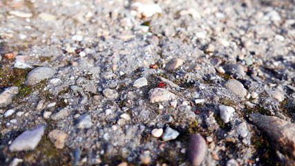 A bug on a pavement