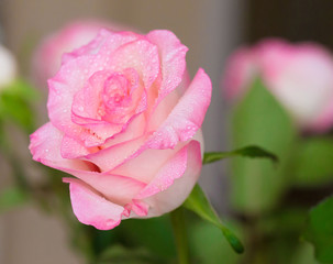 Flowers, pink rose with drops macro