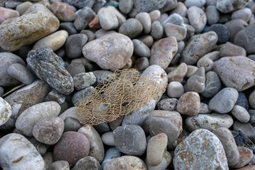 sea sponge on the rocky beach