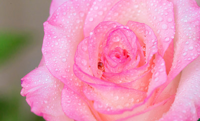 Flowers, pink rose with drops macro