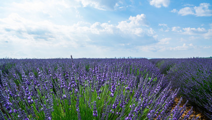 Fototapeta premium Lavender field in Provence. Sprigs of lavender bloom beautifully in the sun.