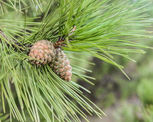 Fir cone on a conifer branch