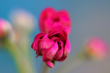 Fototapeta na wymiar pink rose on a background