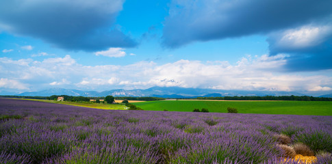 Fototapeta na wymiar French lavender field Provence, Plateau Valensole. Beautiful of lavender field. Nature background. Very nice view of the lavender fields.