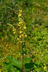 Obraz premium Schwarze Königskerze (Verbascum nigrum)