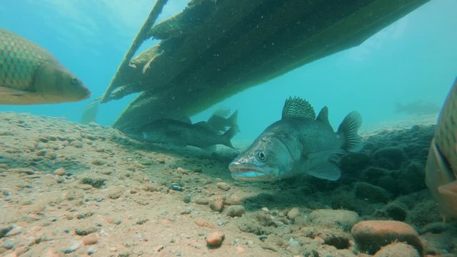 Big Walleye, Zander or Pike-perch (Sander lucioperca). Underwater video of fresh water fish. Predator fish. Swimming pike perch. Nature light. Lake habitat. Clear water.