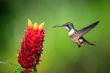 Calliphlox bryantae, Magenta-throated woodstar The Hummingbird is hovering and drinking the nectar from the beautiful flower in the rain forest. Nice colorful background...