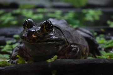 Bullfrog close up with blurry background