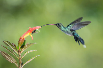 Phaethornis guy, Green hermit The Hummingbird is hovering and drinking the nectar from the beautiful flower in the rain forest. Nice colorful background...