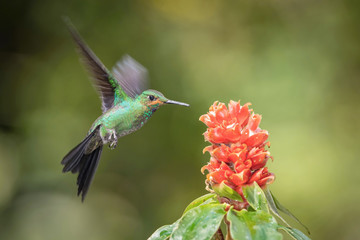 Fototapeta na wymiar Heliodoxa jacula, Green-crowned brilliant The Hummingbird is hovering and drinking the nectar from the beautiful flower in the rain forest. Nice colorful background...