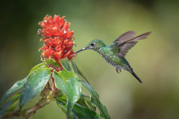 Heliodoxa jacula, Green-crowned brilliant The Hummingbird is hovering and drinking the nectar from the beautiful flower in the rain forest. Nice colorful background...