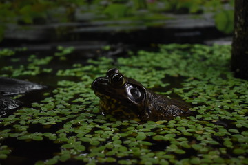 Bullfrog profile