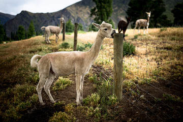 Fototapeta premium Portrait of a sheared lama