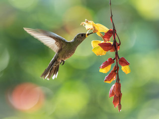 Heliodoxa jacula, Green-crowned brilliant The Hummingbird is hovering and drinking the nectar from the beautiful flower in the rain forest. Nice colorful background...