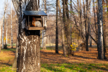 Squirrel eats in a manger