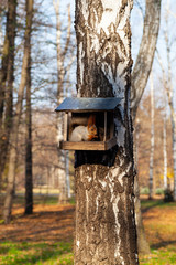 Squirrel eats in a manger