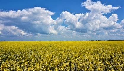 Obraz premium yellow field of oilseed rape