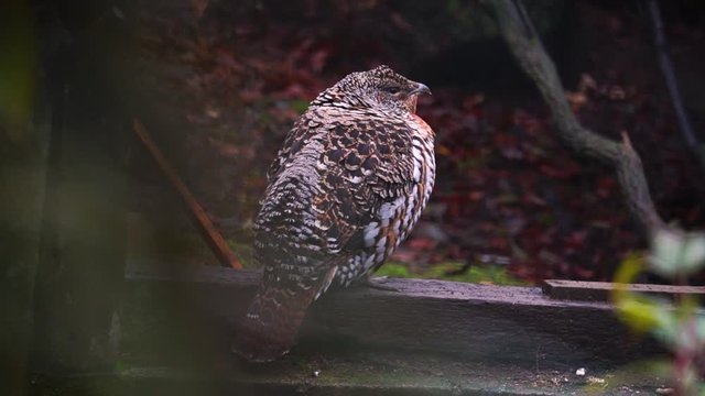 Female capercaillie sitting on wood looking aournd 50FPS