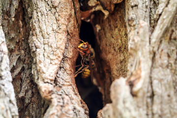 Obraz premium Hornissen kommen aus ihrem Bau in einem hohlen Baumstamm