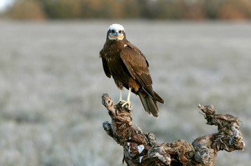 Adult female of Western marsh harrier early in the morning, Circus aeroginosus, wetland, birds, ralptors, eagles