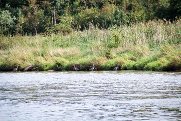 einige Graureiher am Ufer der Saale auf Nahrungssuche