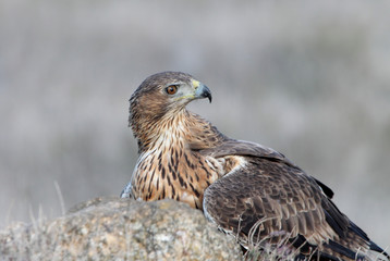 Two years old female of Bonelli´s Eagle early in the morning