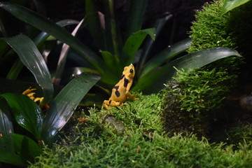 Panamanian Golden Frog close up, one of the most beautiful frogs with yellow and brown dots on the skin