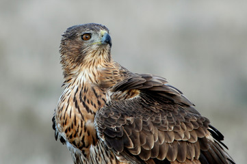 Two years old female of onelli´s Eagle, Aquila fasciata