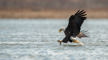 bald eagle in flight fishing
