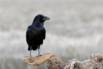 Common raven, Corvus corax, birds