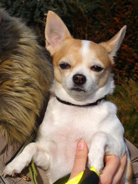 Dog in hands