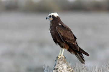 Adult female of Western marsh harrier, Circus aeroginosus