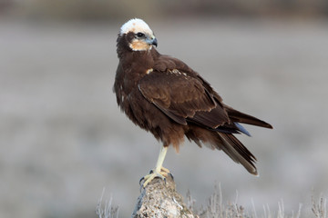 Adult female of Western marsh harrier early in the morning, Circus aeroginosus, wetland, birds, ralptors, eagles