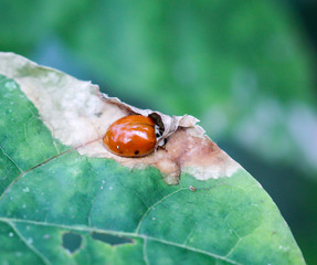 eine Nahaufnahme eines Marienk&auml;fer auf einem Blatt