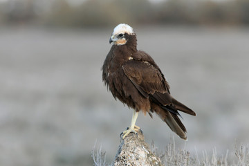 Adult female of Western marsh harrier early in the morning, Circus aeroginosus, wetland, birds, ralptors, eagles