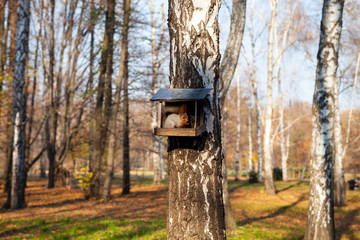Squirrel eats in a manger