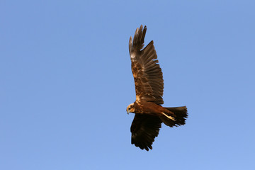 Adult female of Western marsh harrier, Circus aeroginosus