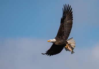 bald eagle in flight