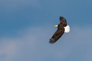 Poster bald eagle in flight © Harry Collins