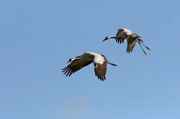 Fototapeta na wymiar Common crane in a wetland in the morning, Grus grus, birds, cranes