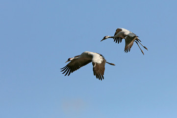 Fototapeta premium Common crane in a wetland in the morning, Grus grus, birds, cranes