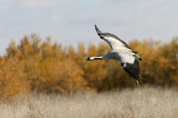 Common crane in a wetland of central Spain in the morning