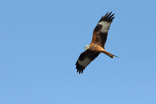 Red Kite flying, Milvus milvus, eagles, birds