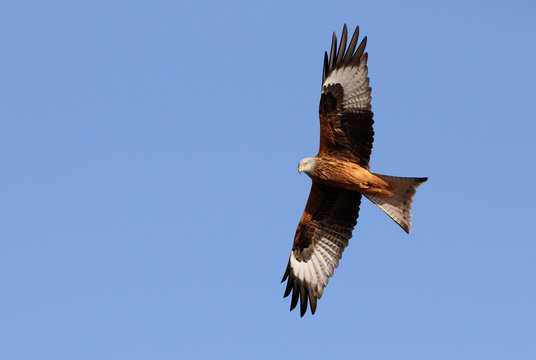 Red Kite flying, Milvus milvus, eagles, birds