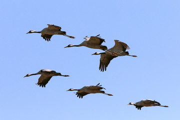Common crane, Grus grus, birds
