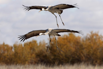 Common crane in a wetland in the morning, Grus grus, birds, cranes