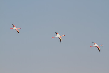 Gruppe von Flamingos im Flug bei Swakopmund, Namibia