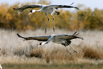 Common crane, Grus grus, birds