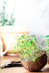 Young microgreens in a coconut shell close-up on a background of plants in pots. Growing microgreen at home. Gardening. Vegetarianism and healthy eating concept.